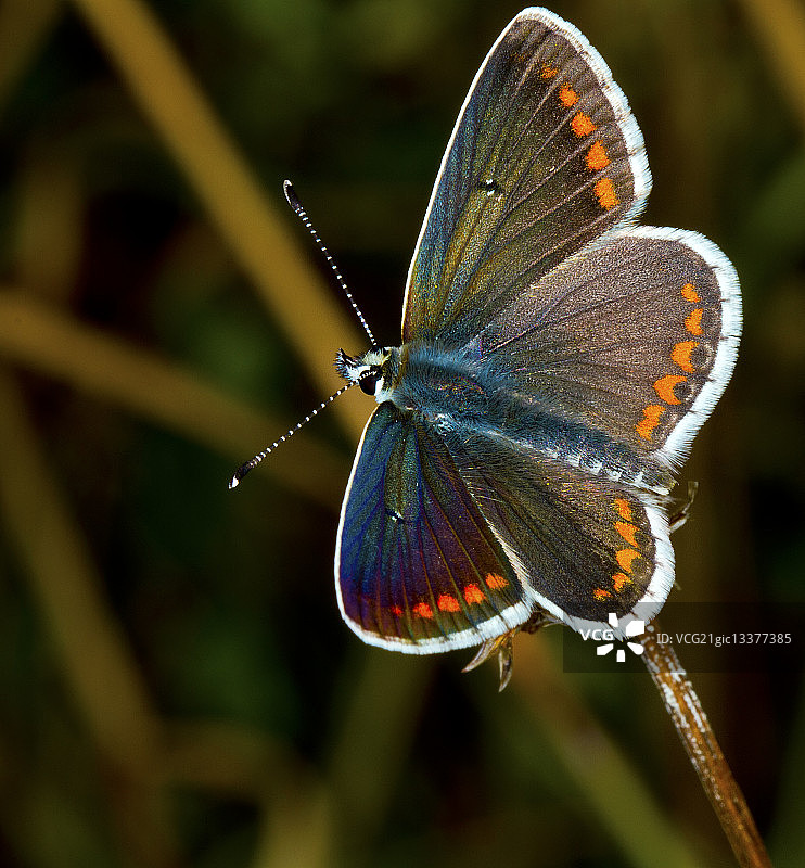 棕色阿尔戈斯图片素材