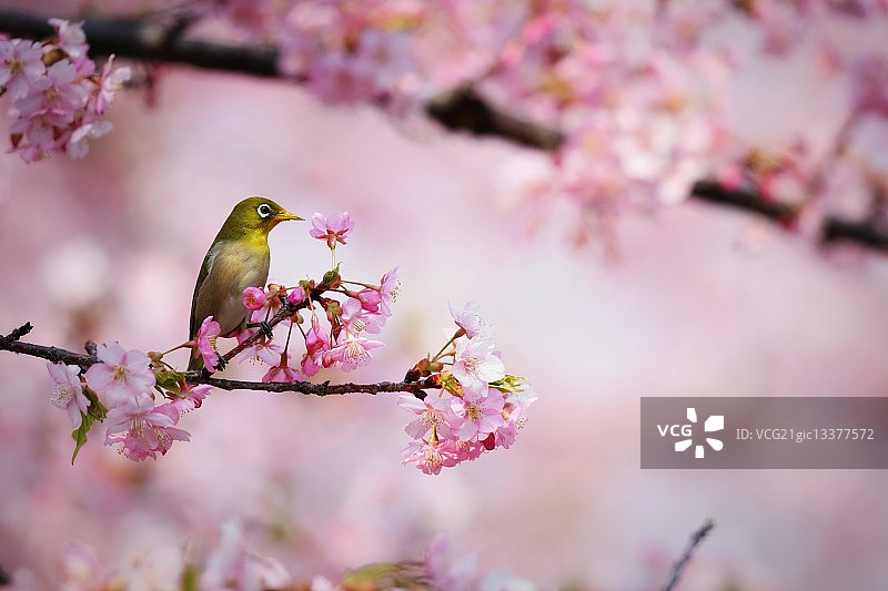 栖息在树枝上的日本白眼鸟，位于日本静冈县贺茂郡河津町图片素材