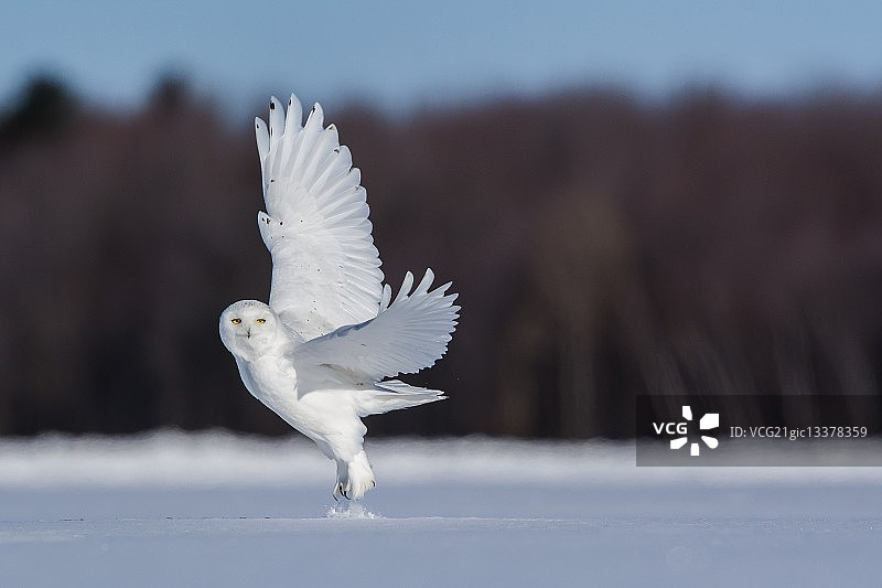 雄性雪鸮图片素材