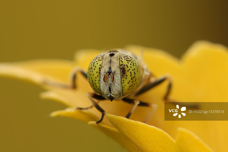 一只绿汗蜂停在一朵黄花上图片素材