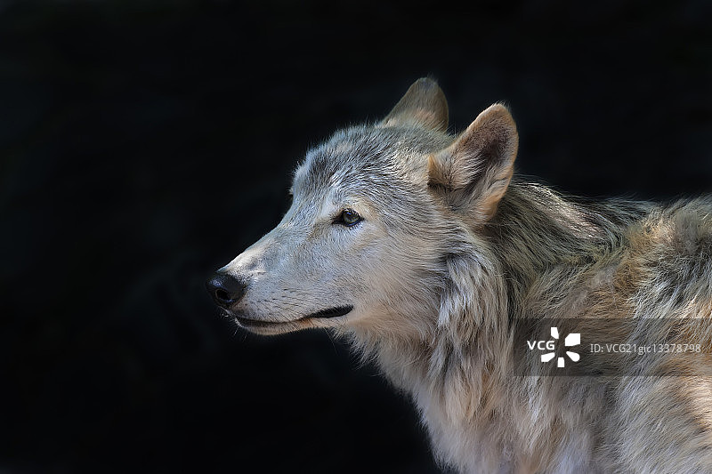 北极狼侧面像图片素材