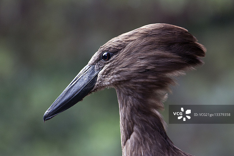 锤头鹳的头部图片素材