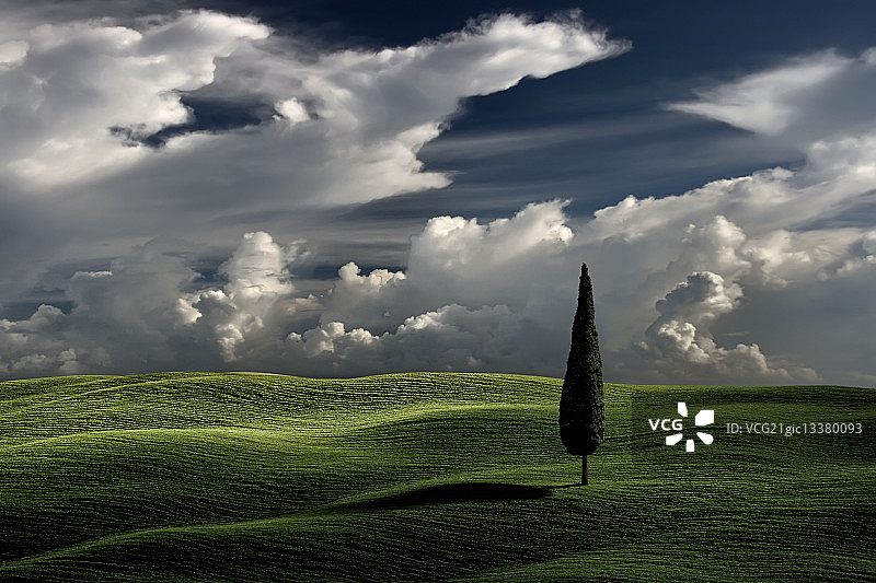 田野中的一棵树图片素材