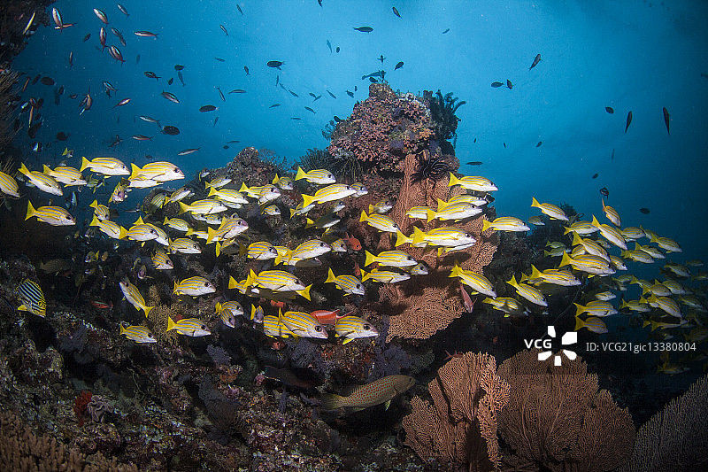 黄色鲷鱼图片素材