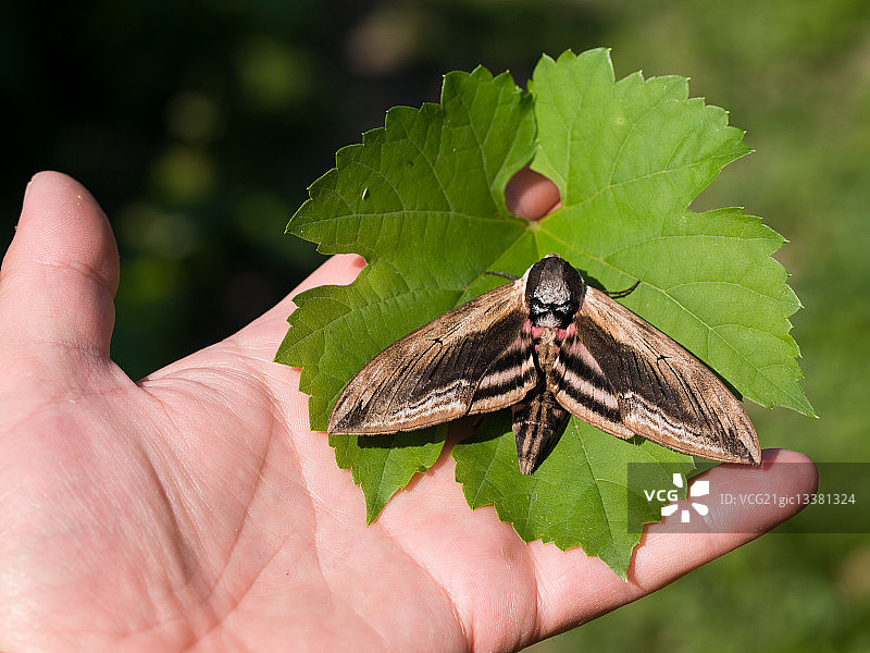 女贞鹰蛾图片素材