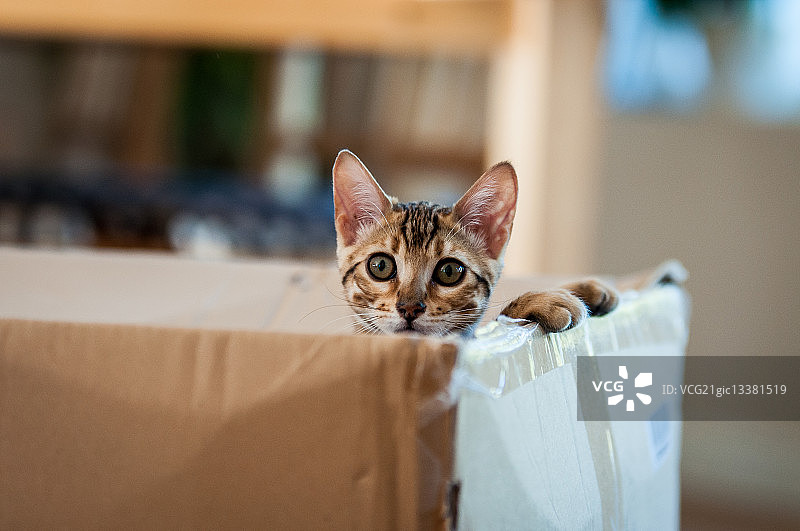 孟加拉猫图片素材