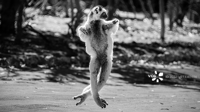 跳跃的冕狐猴，马达加斯加图片素材