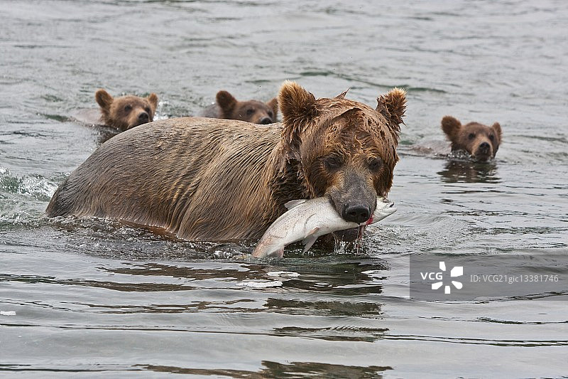 棕熊妈妈为幼崽捕鱼图片素材