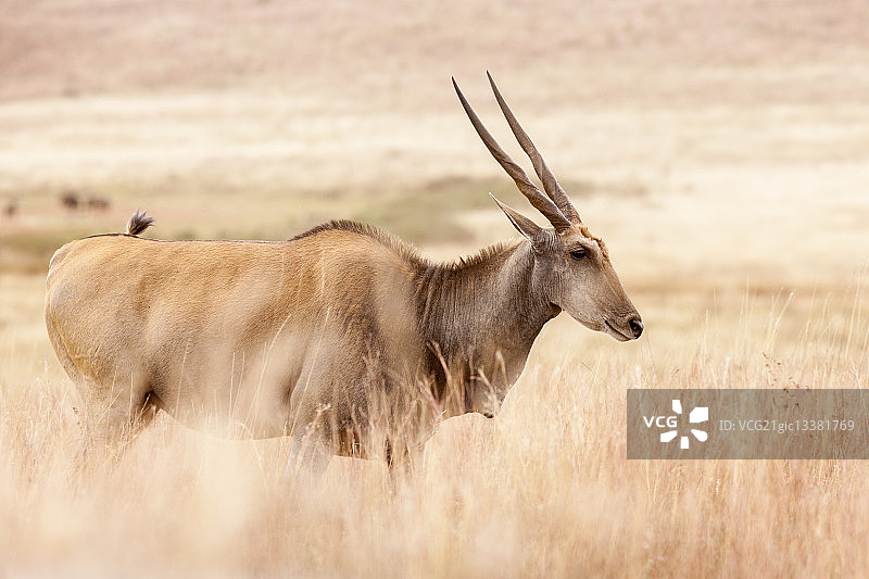 大羚羊图片素材