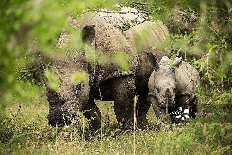 雌性犀牛保护幼崽，南非赫卢赫卢韦/因弗洛兹野生动物保护区图片素材
