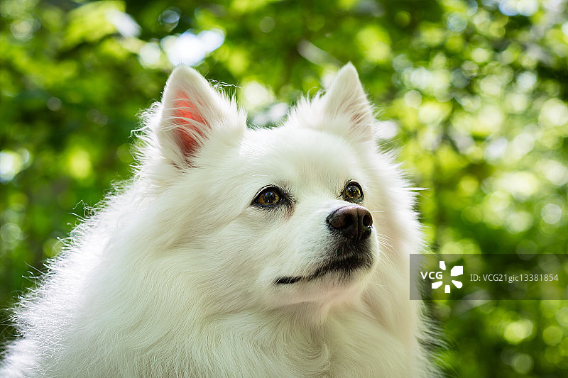 美国爱斯基摩犬图片素材