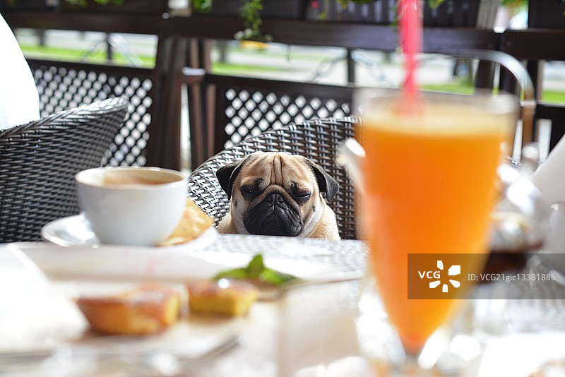 哈巴狗格里茨图片素材