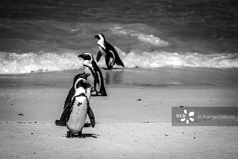 海滩救生队图片素材