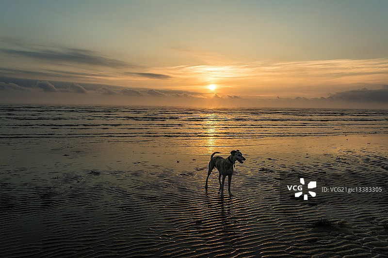 黎明时分的沙滩与小狗图片素材