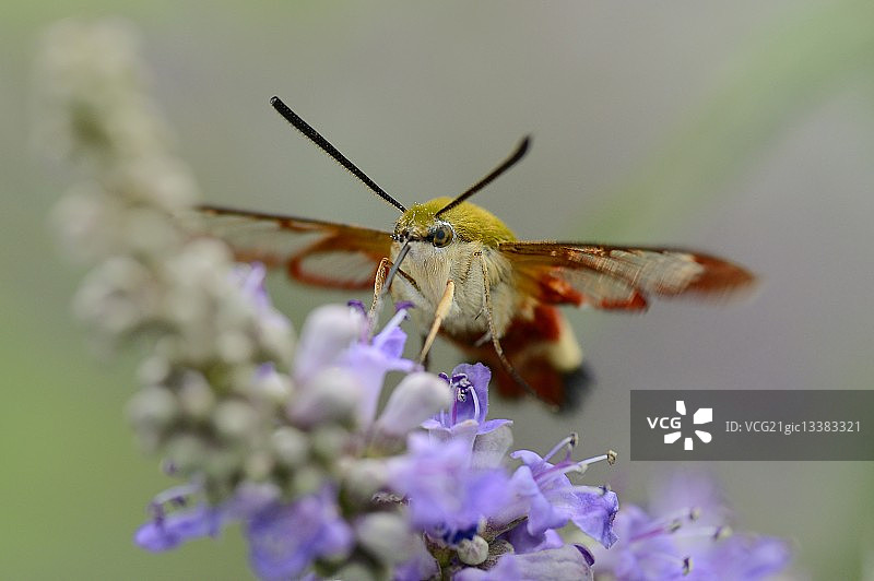 法国比斯卡罗斯花朵上的天蛾图片素材