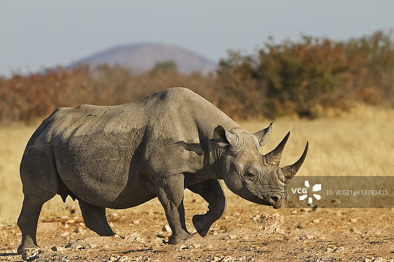 雌性黑犀牛图片素材