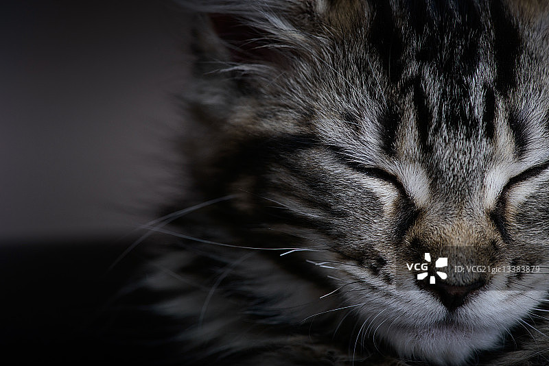 小猞猁图片素材