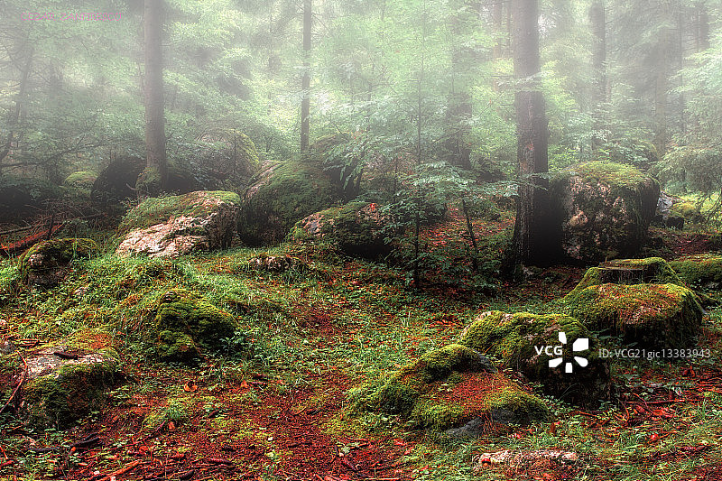 雾蒙蒙的森林，刚果图片素材
