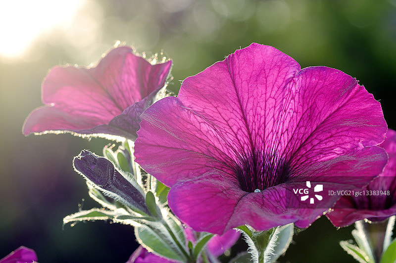 矮牵牛花细节图片素材