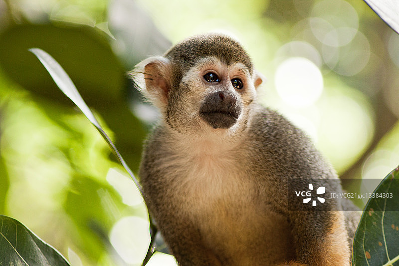 树上的松鼠猴图片素材