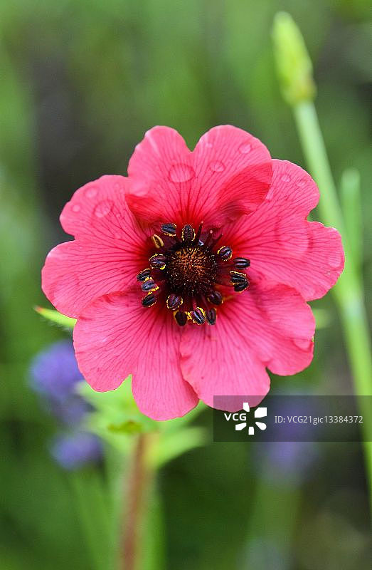 雨滴下的金花特写图片素材