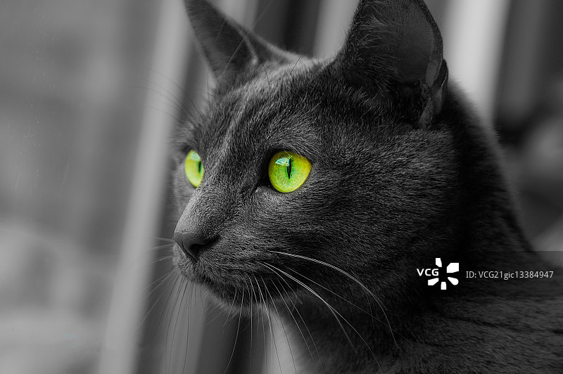 黄眼睛的灰色猫咪图片素材