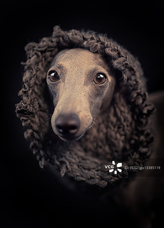 意大利灰狗图片素材