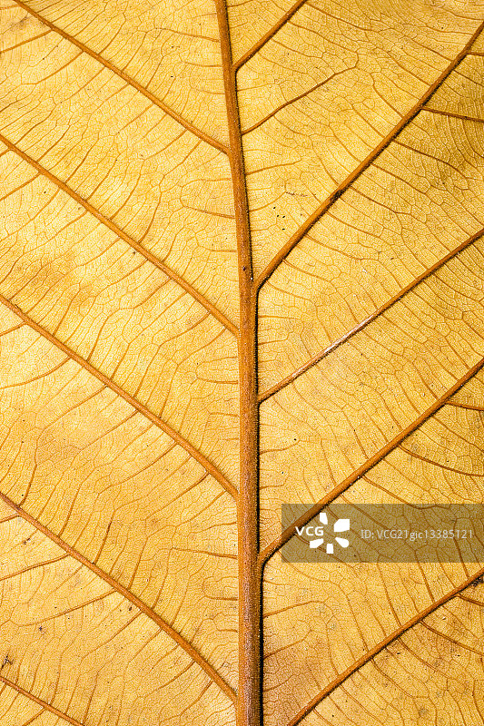 黄色叶子特写图片素材