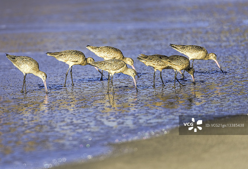斑尾塍鹬A图片素材