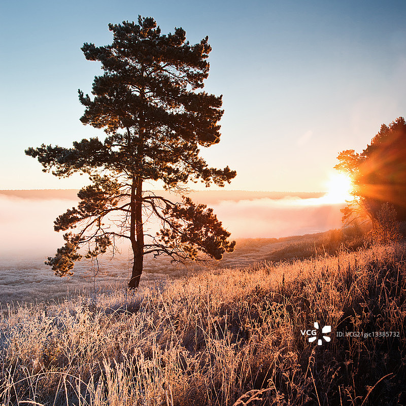 日出时分，乌拉尔山脉中部的树木，俄罗斯图片素材