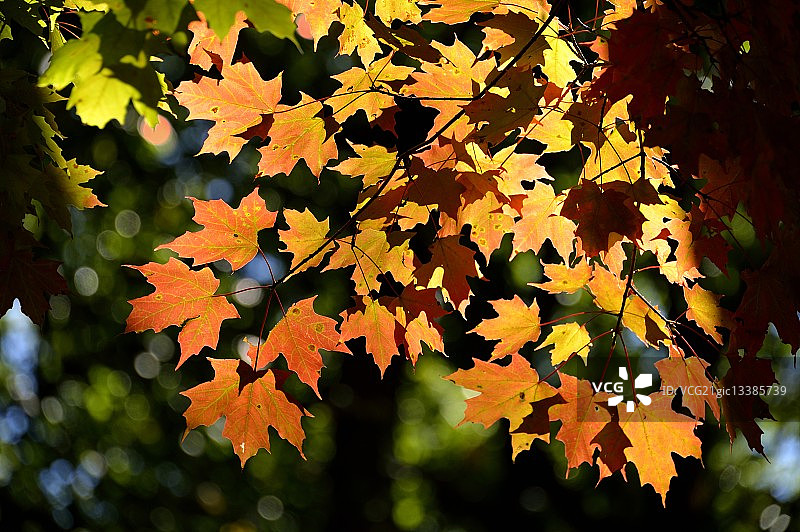 秋叶特写，库珀斯岩州立森林，摩根敦，西弗吉尼亚州，美国图片素材