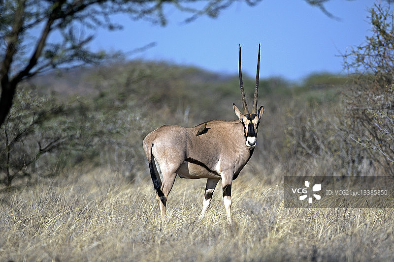 东非剑羚 портрет，肯尼亚桑布鲁国家公园图片素材