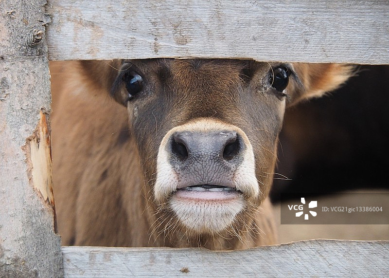 黑山，透过围栏缝隙看过去的泽西岛母牛图片素材