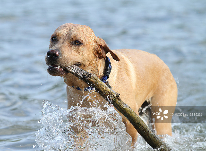 我的棍子！图片素材