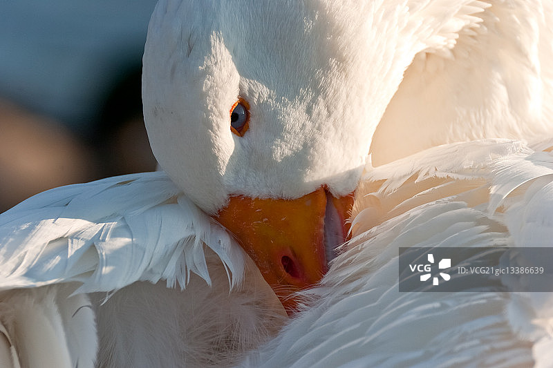 英国斯托克波特，埃姆登鹅梳理羽毛特写图片素材