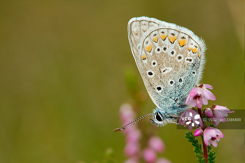 普通灰蝶图片素材