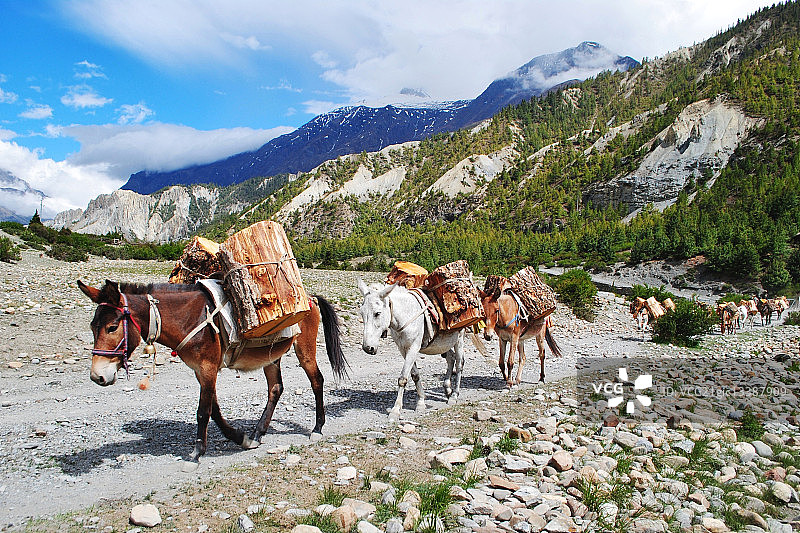 在尼泊尔马南山区跋涉的骡子图片素材
