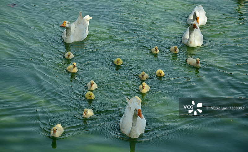北京鸭（家鸭）一家在印度德里湖上游动图片素材