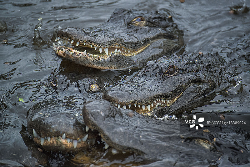 请勿喂食鳄鱼图片素材