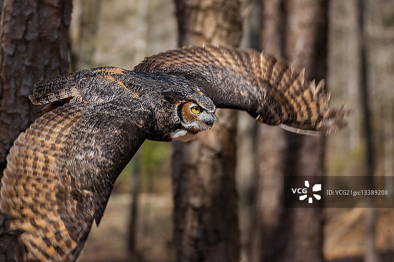 飞行中的美洲角鸮图片素材