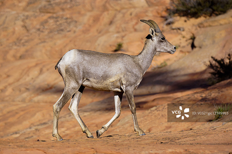 锡安国家公园闪亮的盘羊图片素材