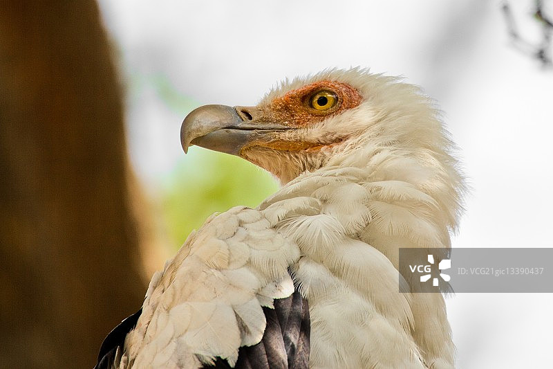 棕榈鹫，几内亚比绍，比萨戈斯群岛图片素材