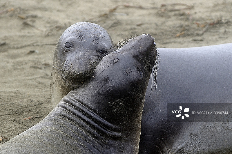 两只象海豹拥抱，地点：美国加利福尼亚州圣西蒙附近的布兰卡斯图片素材