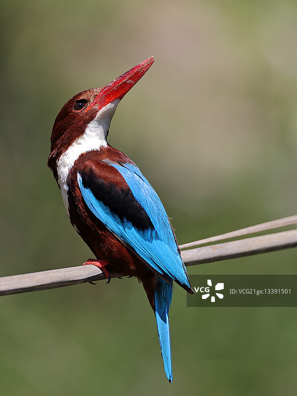 白胸翡翠图片素材