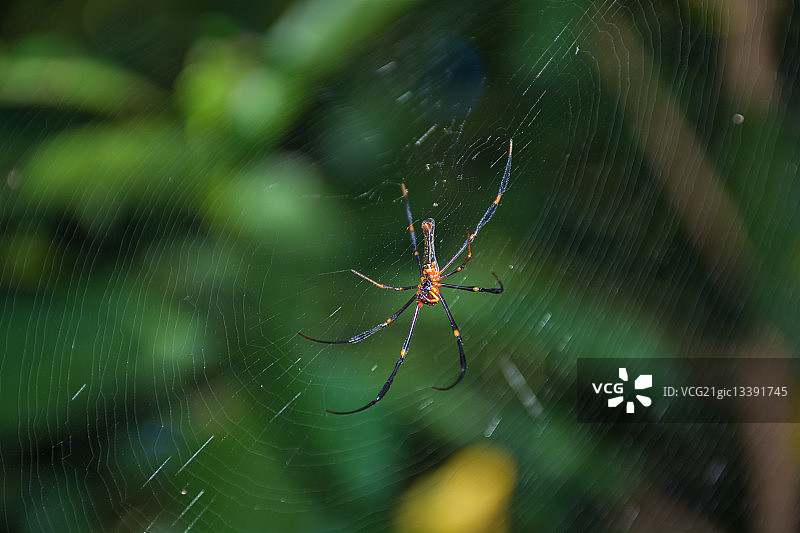 澳洲考利海滩的络新妇蜘蛛特写图片素材