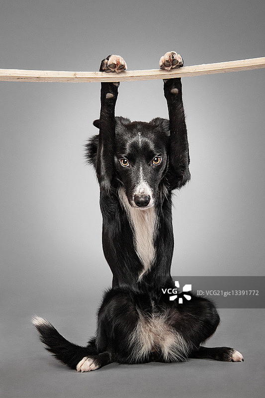 小狗在澳大利亚悉尼保持着平板支撑姿势图片素材