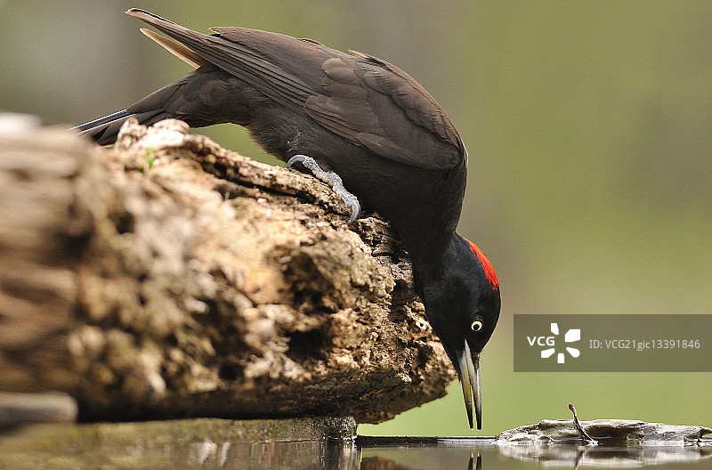 黑啄木鸟图片素材