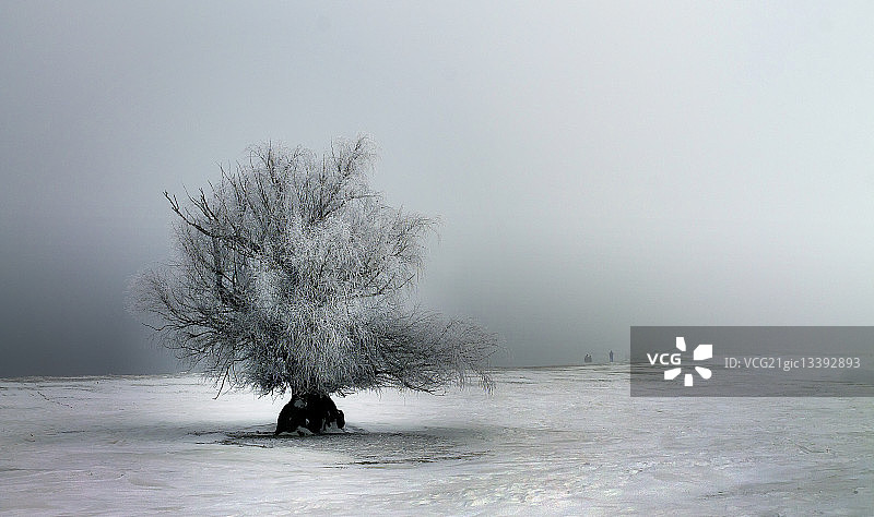 罗马尼亚加拉茨冰冻多瑙河上的霜树图片素材
