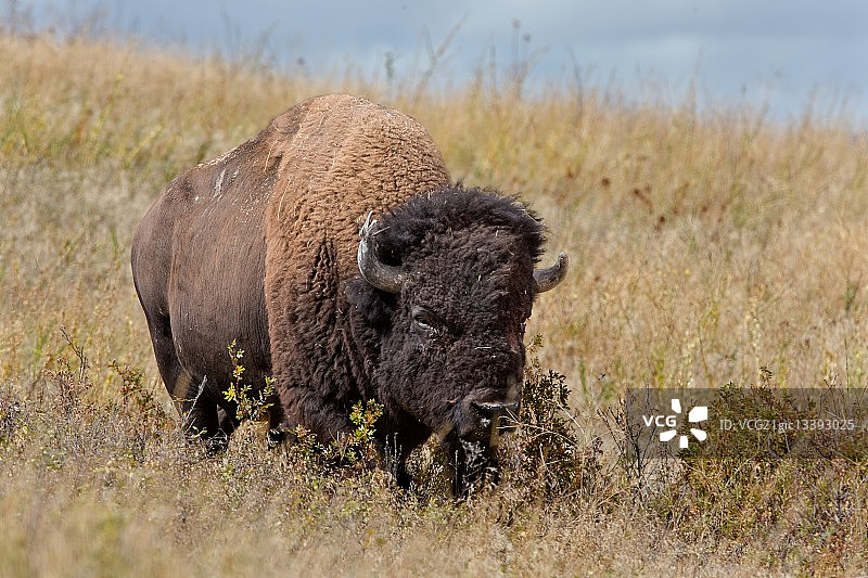 北美野牛图片素材