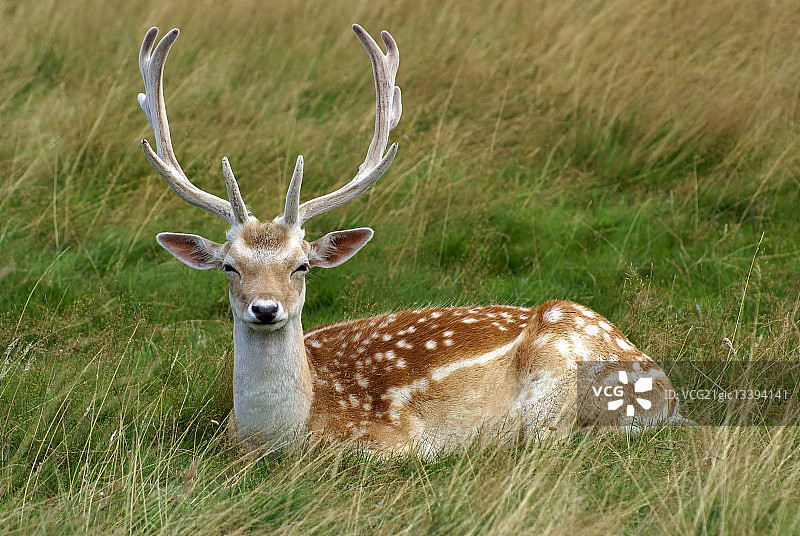 鹿图片素材